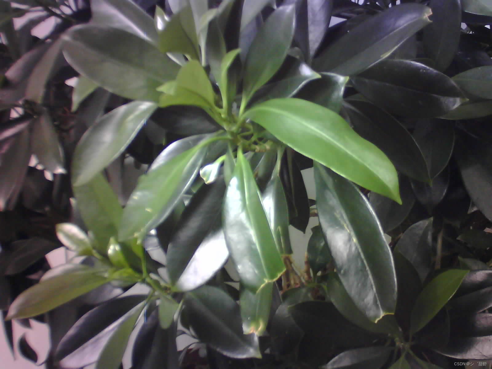 w806开发板驱动ov2640读取jpeg图片1600x1200分辨率